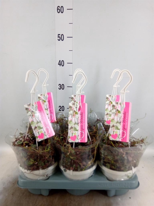 <h4>Ceropegia woodii ssp. woodii</h4>