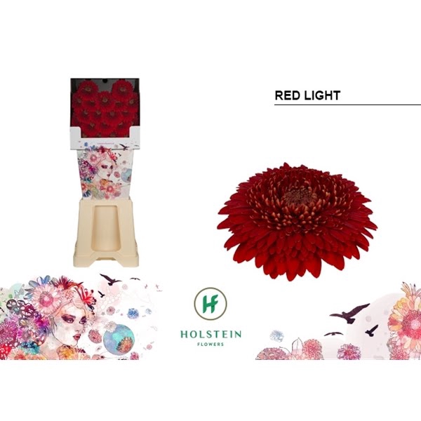 <h4>Ge Mi Pomponi Red Light Diamond</h4>