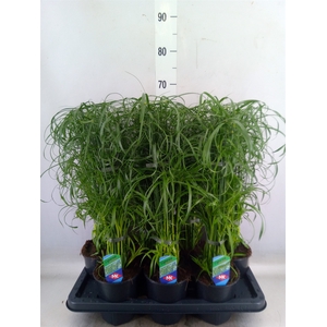 Cyperus alternifolius