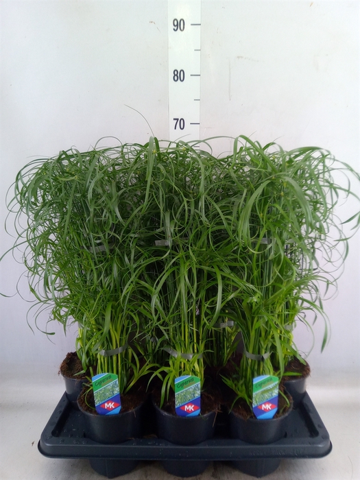 <h4>Cyperus alternifolius</h4>