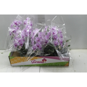 PHALAENOPSIS MIDI CASCATA P15 ROSA MIN 16 FLS