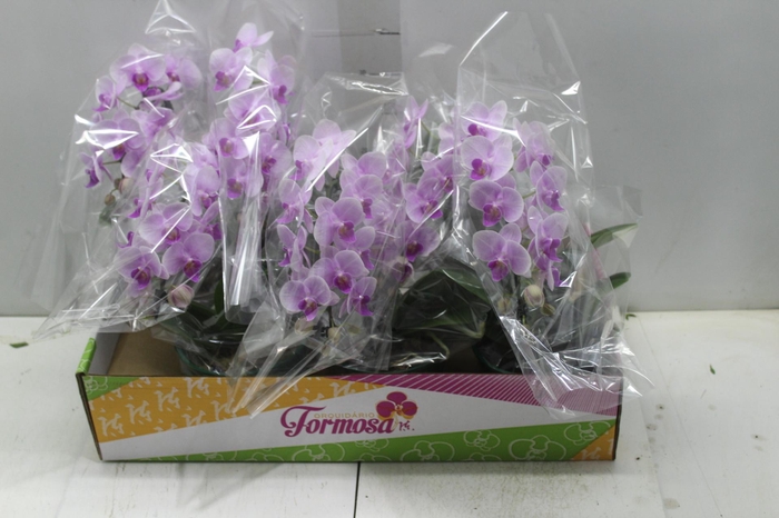 <h4>PHALAENOPSIS MIDI CASCATA P15 ROSA MIN 16 FLS</h4>