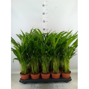 Dypsis lutescens   ...Chrysalidoca