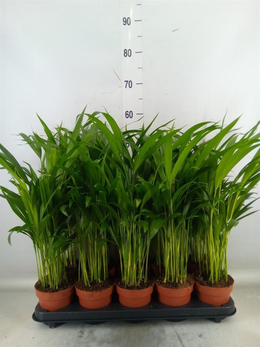 <h4>Dypsis lutescens   ...Chrysalidoca</h4>