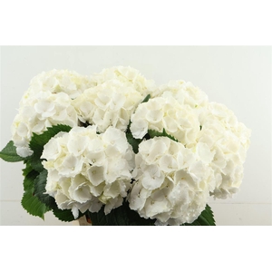 Hydr M White Verena 65 21