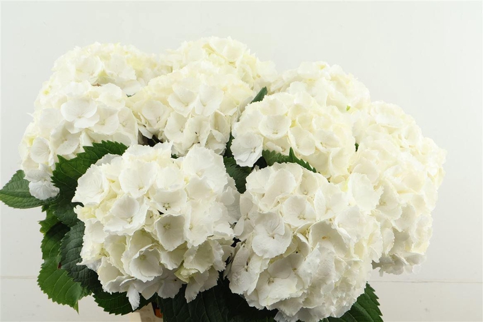 <h4>Hydr M White Verena 65 21</h4>