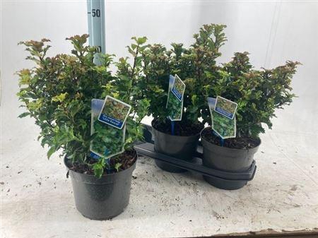 <h4>Ilex Meserveae</h4>