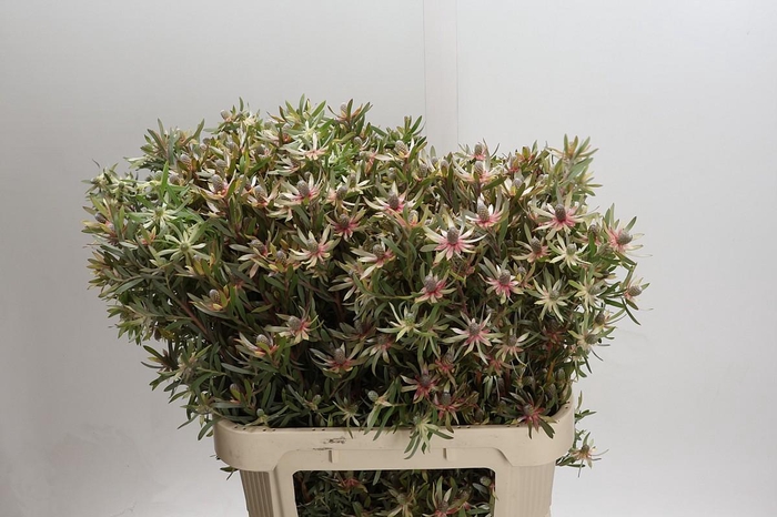 <h4>Leucadendron Ayoba Star Pearl</h4>