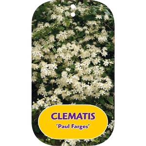 Clematis 'Paul Farges' (Summersnow)