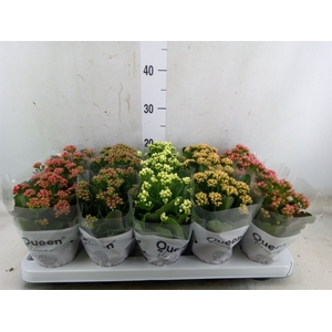 Kalanchoe blos.   ..rosebud mix  5