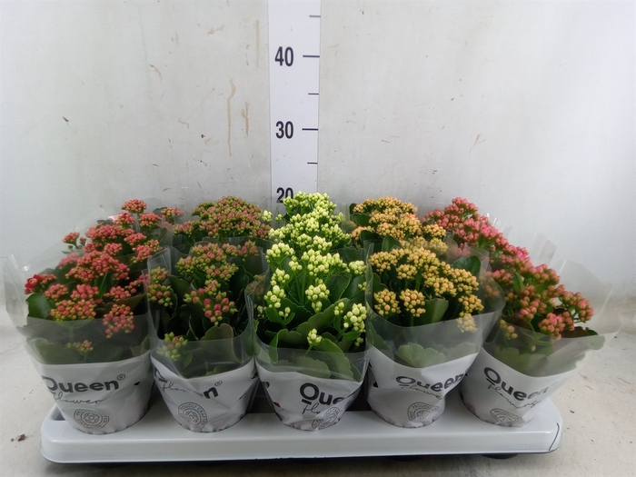 <h4>Kalanchoe blos.   ..rosebud mix  5</h4>