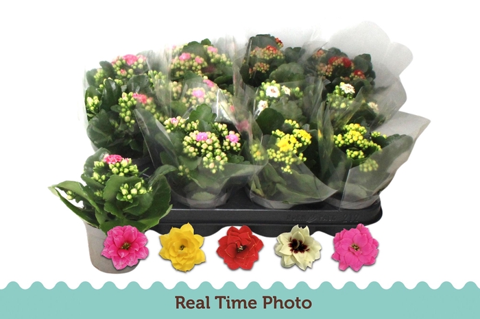 <h4>KAL GE GEM 5 KL</h4>