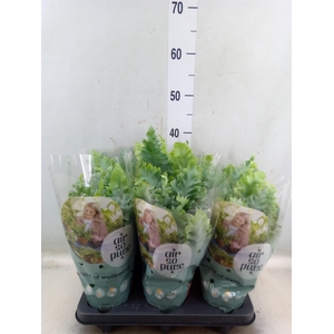 Phlebodium aureum 'Davana'