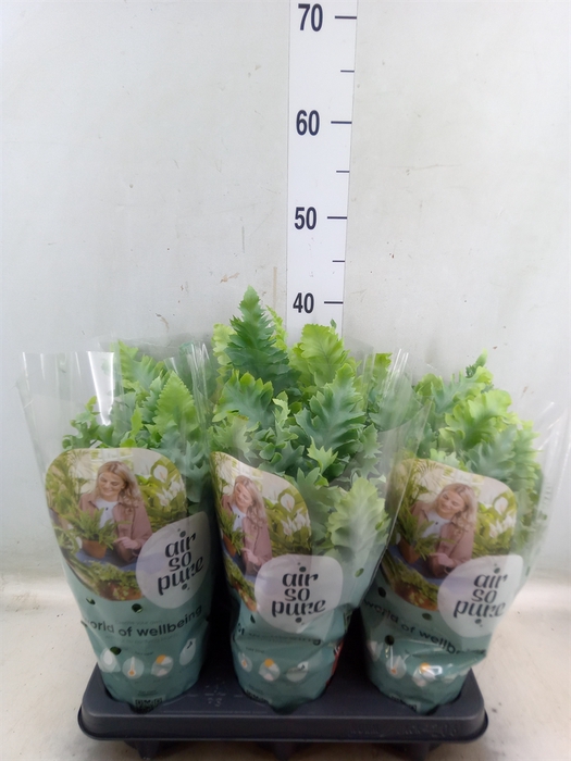 <h4>Phlebodium aureum 'Davana'</h4>