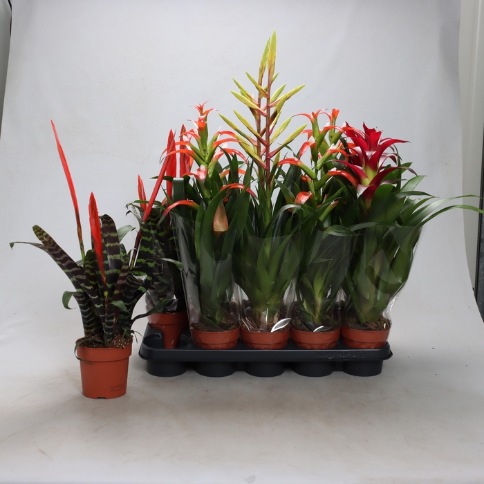 <h4>BROMELIA GEM</h4>