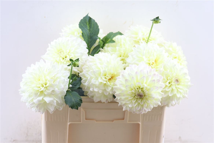 Dahlia White 50cm Extra