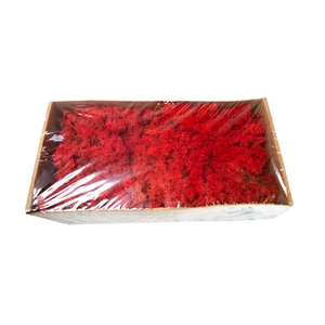 Moss iceland paint red