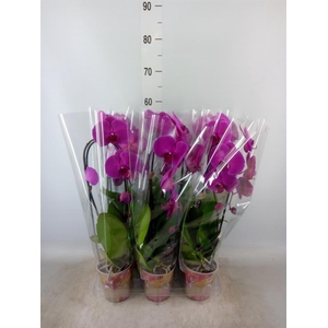 Phalaenopsis  'Elegant Cascade'