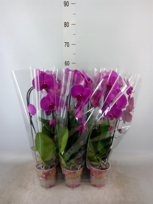 <h4>Phalaenopsis  'Elegant Cascade'</h4>