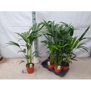 HOWEA FORSTERIANA