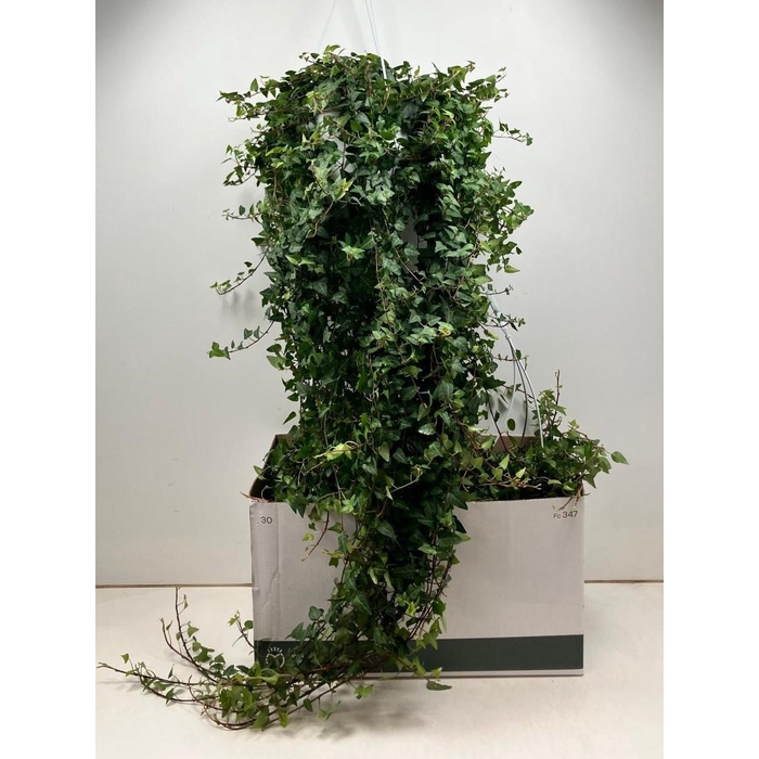 <h4>HED HE ANNA</h4>