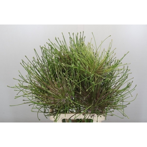 Allium Schubertii