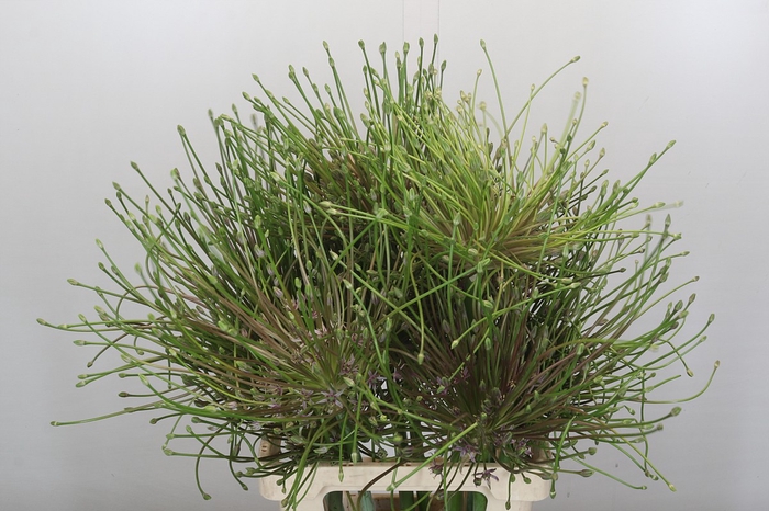 <h4>Allium Schubertii</h4>