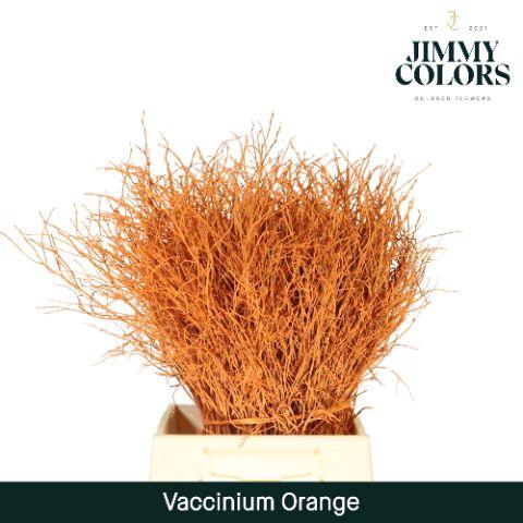 <h4>Vaccinium L50 Oranje</h4>