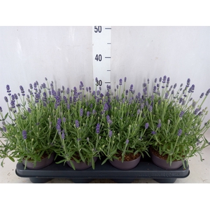 Lavandula angus. 'Hidcote'