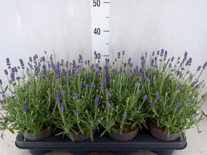 <h4>Lavandula angus. 'Hidcote'</h4>