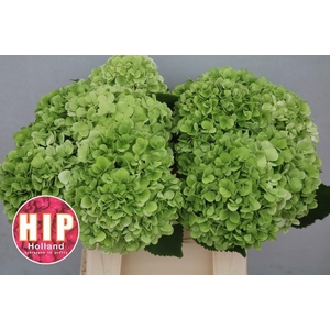 HYDR M CANNONBALL CL