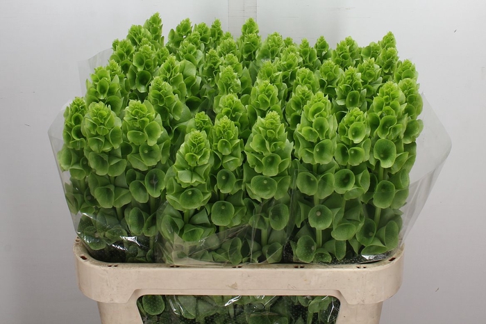 <h4>Moluccella Stuk</h4>