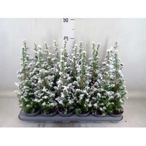 Chamaecyparis thyo. 'Top Point'