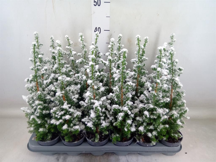 <h4>Chamaecyparis thyo. 'Top Point'</h4>