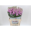 Matthiola Iron Pink