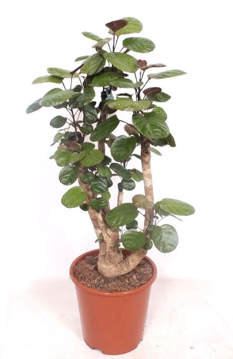 <h4>Polyscias Fabian</h4>