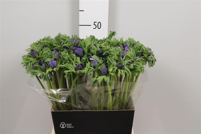 <h4>Anem Co Mar Blue</h4>