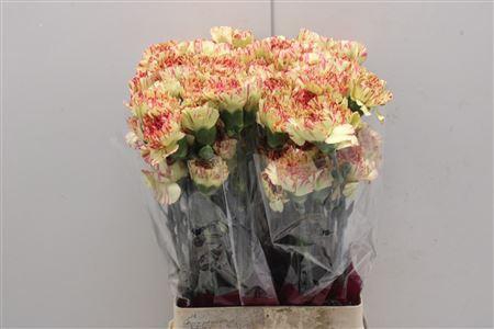 <h4>Di St Salamandra</h4>