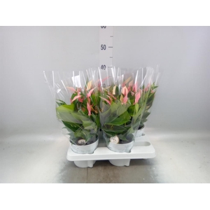 Anthurium andr. 'Lilli'