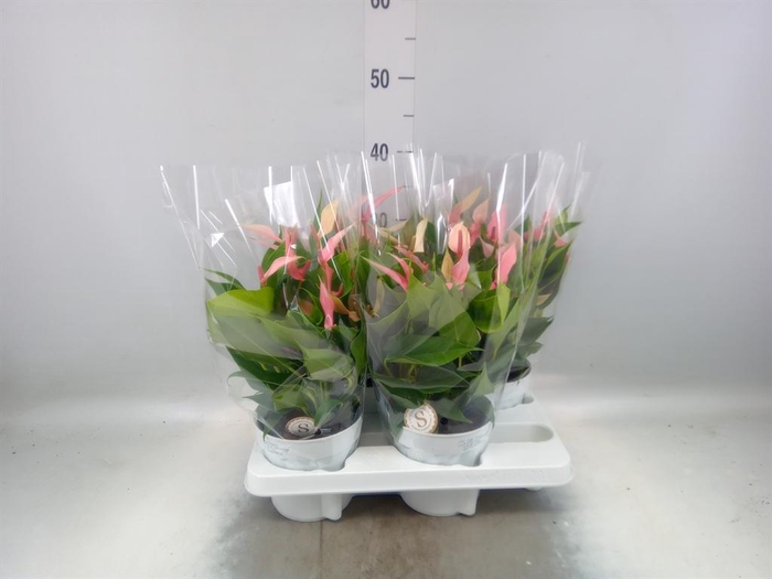 <h4>Anthurium andr. 'Lilli'</h4>
