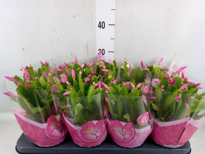 <h4>Schlumbergera  'Naomi'</h4>