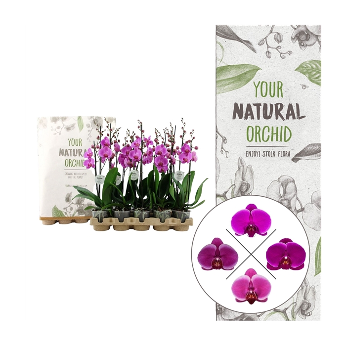 <h4>Your Natural Orchid | Eco Lila | Phalaenopsis 2 spike</h4>