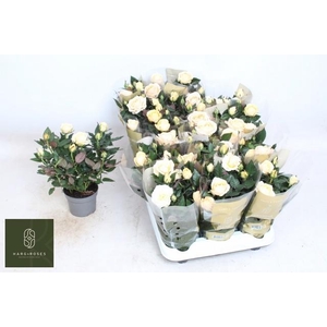 RO BELAMI KORDANA GR