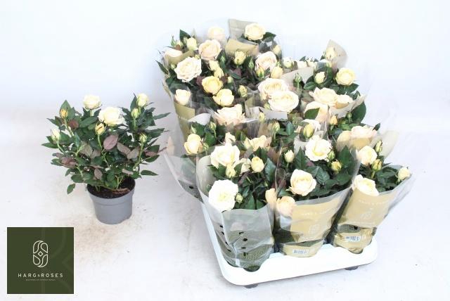 <h4>ROSA BELAMI KORDANA GRANDE</h4>