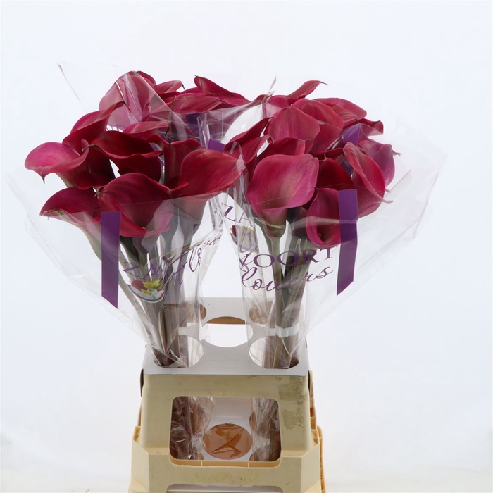 Calla Tokyo