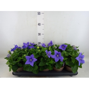 Platycodon grand. 'Astra Blue'