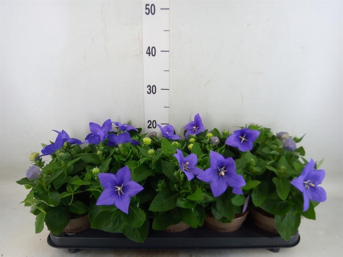 <h4>Platycodon grand. 'Astra Blue'</h4>