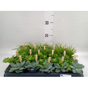 Planten  ..mix