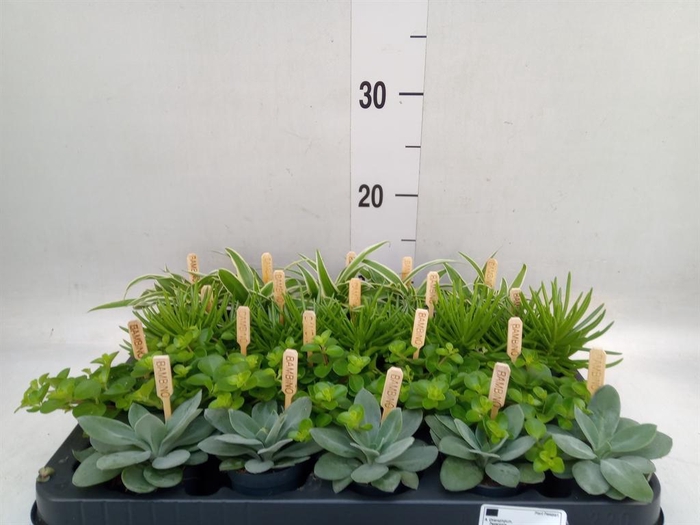 <h4>Planten ..mix</h4>