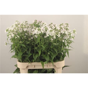 Hesperis Blue